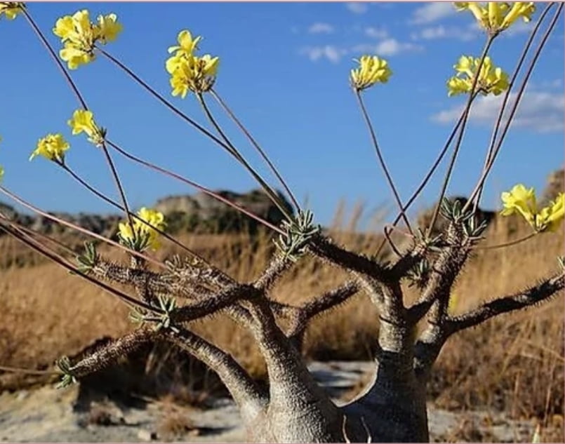 pachypodium rosulatum v.gracilis -com 10cm - Cactos Brasil