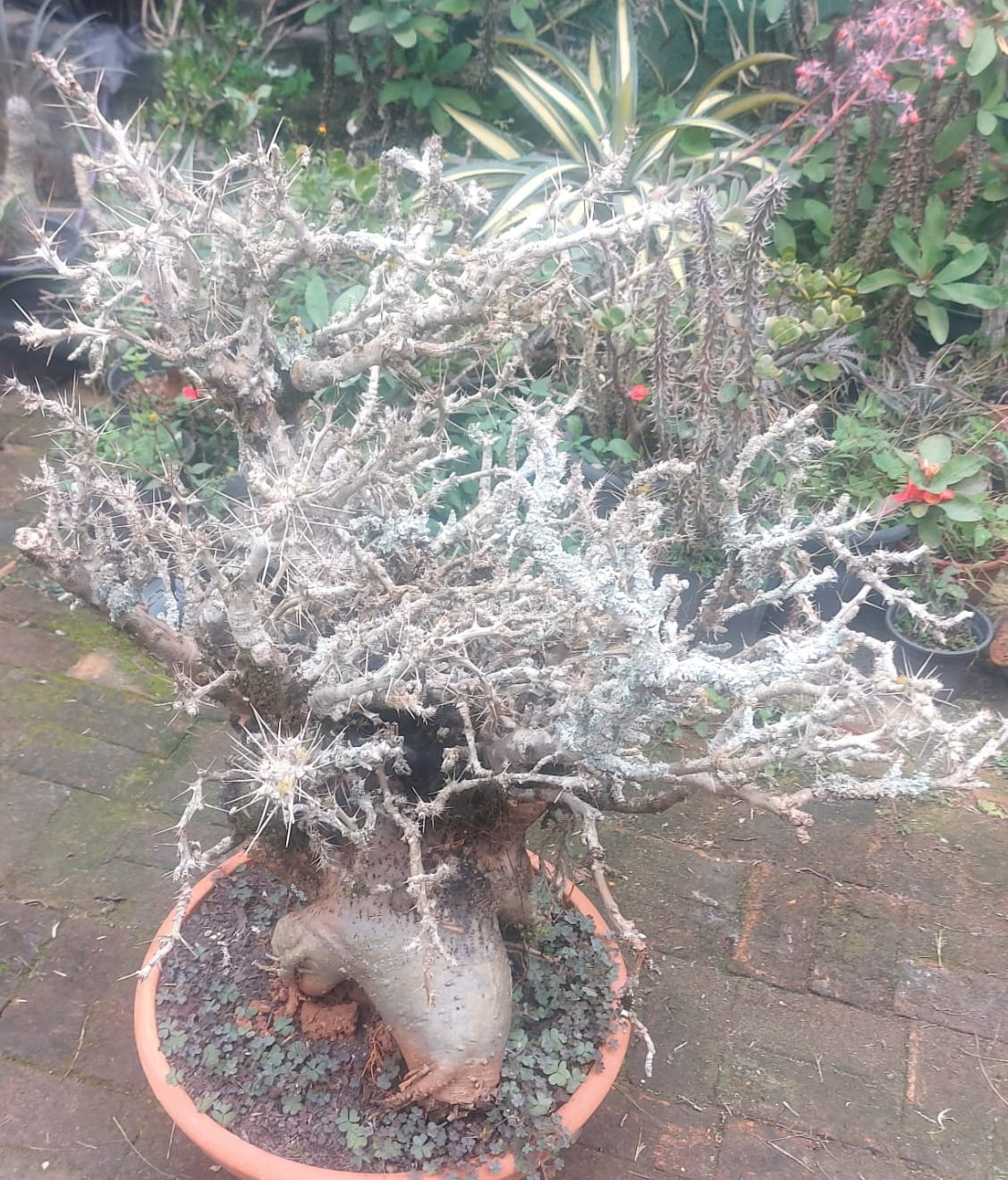 Pachypodium saundersii 31 anos caudex enorme 