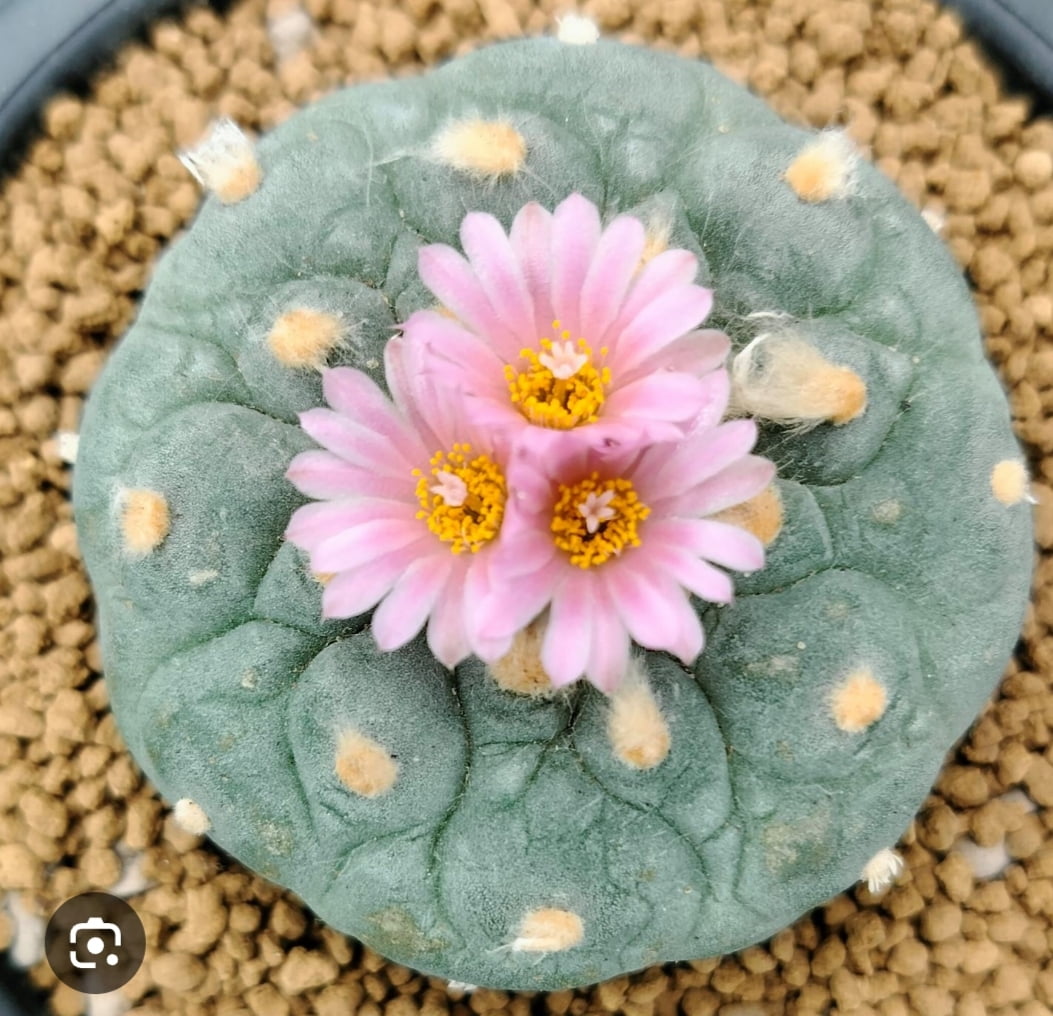 Peyote lophophora frisii 4a5cm importado