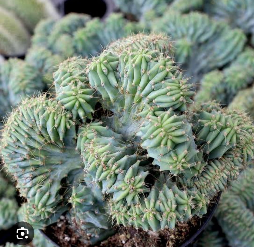 Polaskia Chichipe cristata , jovem enxertado 