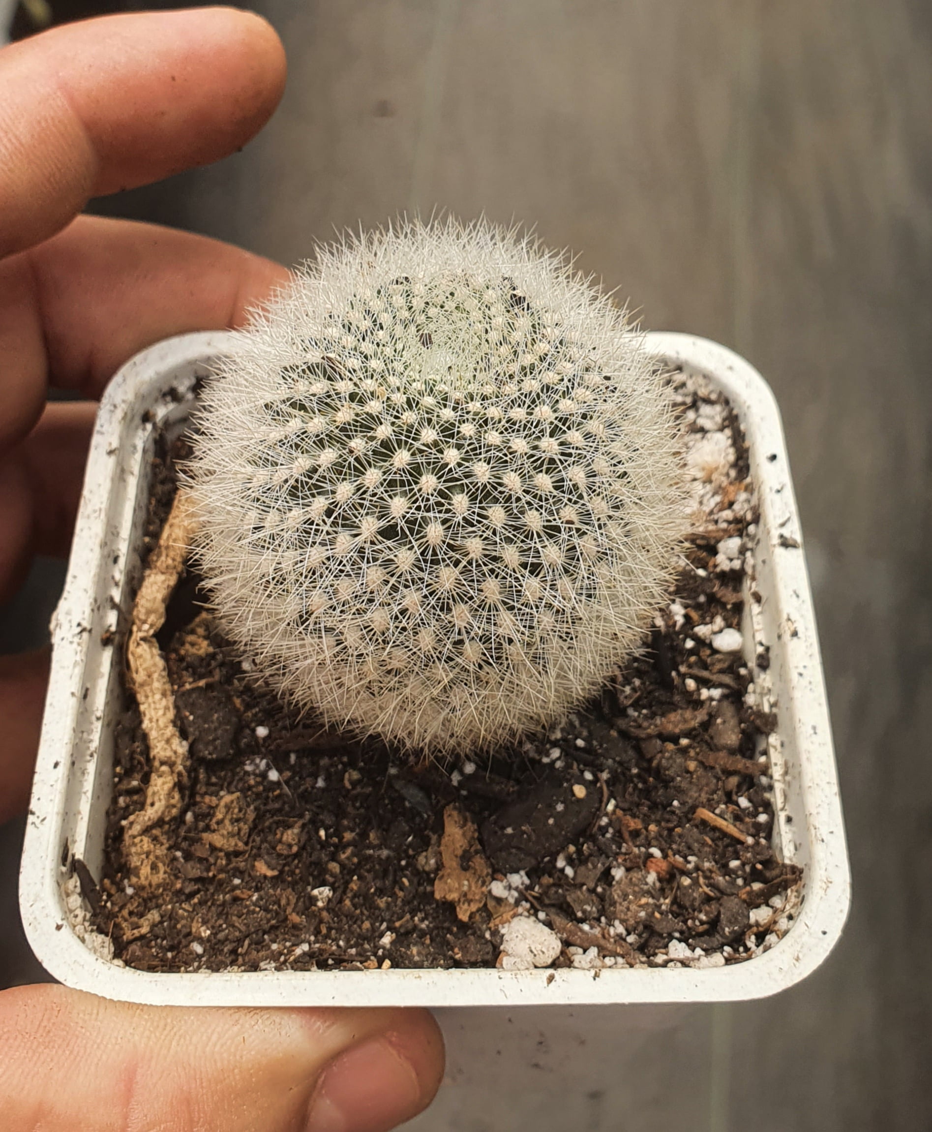 Rebutia fiebrigii mascula - muda com 3a4cm - Cactos Brasil