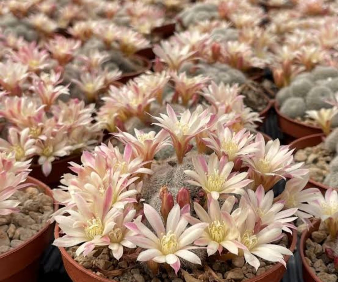 Rebutia sunrise