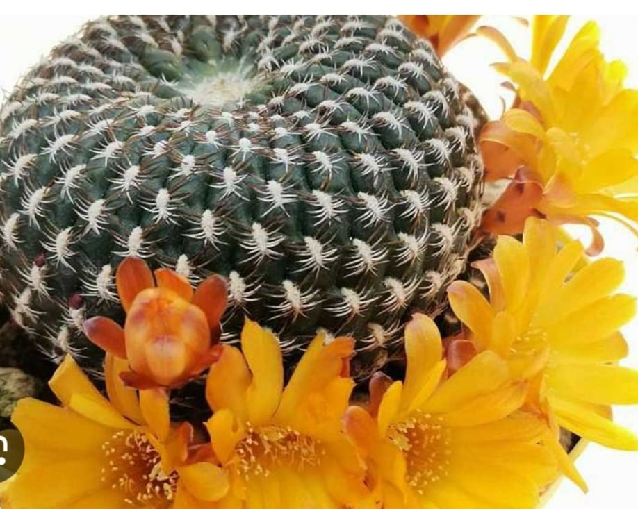 Sulcorebultia arenacea -no enxerto 