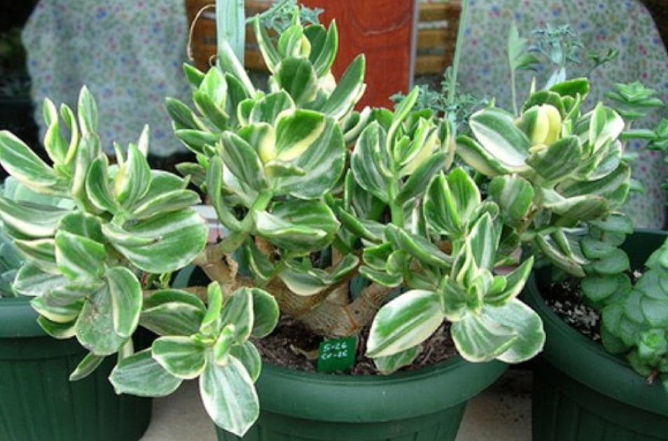 Crassula ovata cv. oblíqua variegata