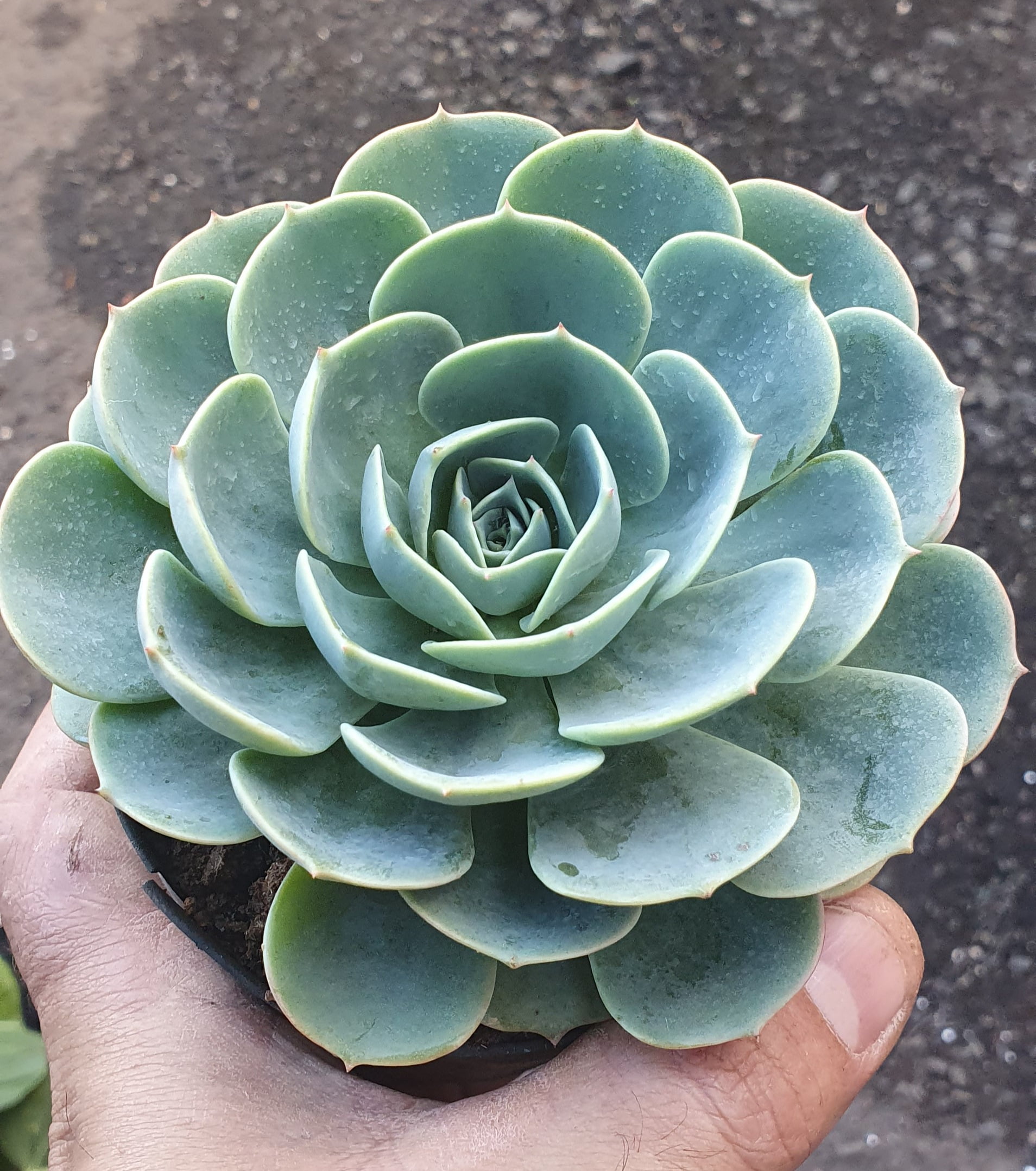 Echeveria glauca - Cactos Brasil