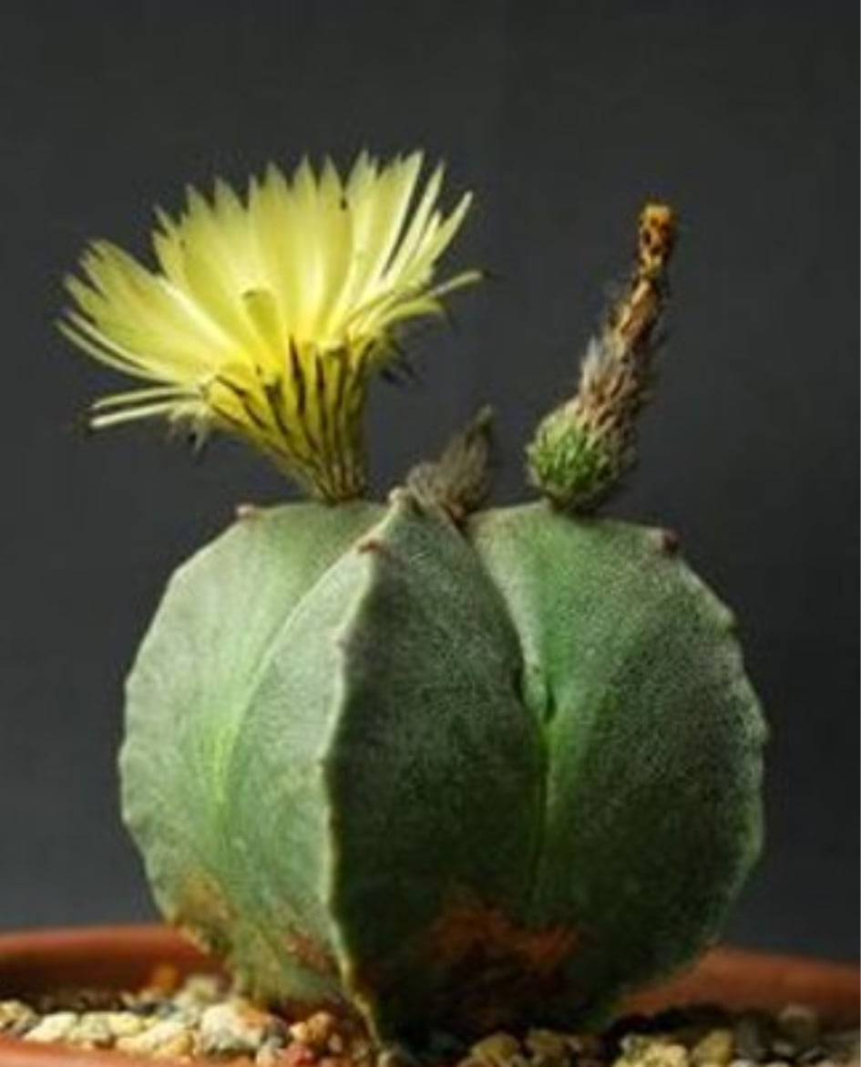 Astrophytum Capricone v.senilis