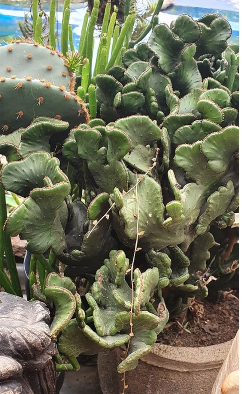 Euphorbia Alluadia Cristata