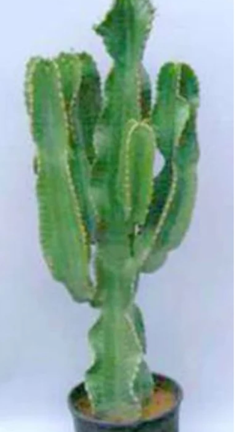 Euphorbia ingens 95cm