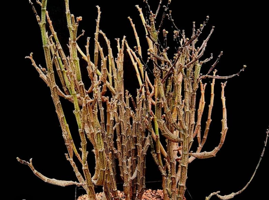 Euphorbia patyclada