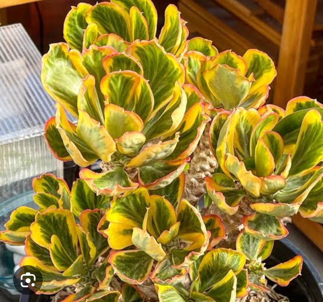 Euphorbia poissonii variegata