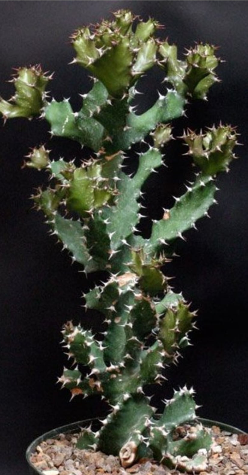 Euphorbia Tortilhes