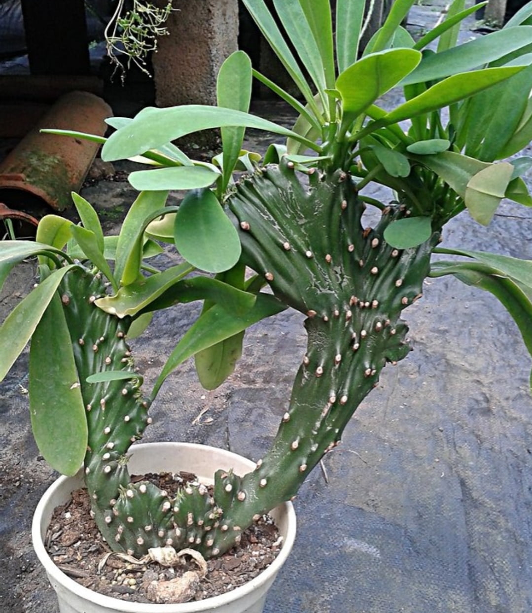 Euphorbia nerifolia cristata