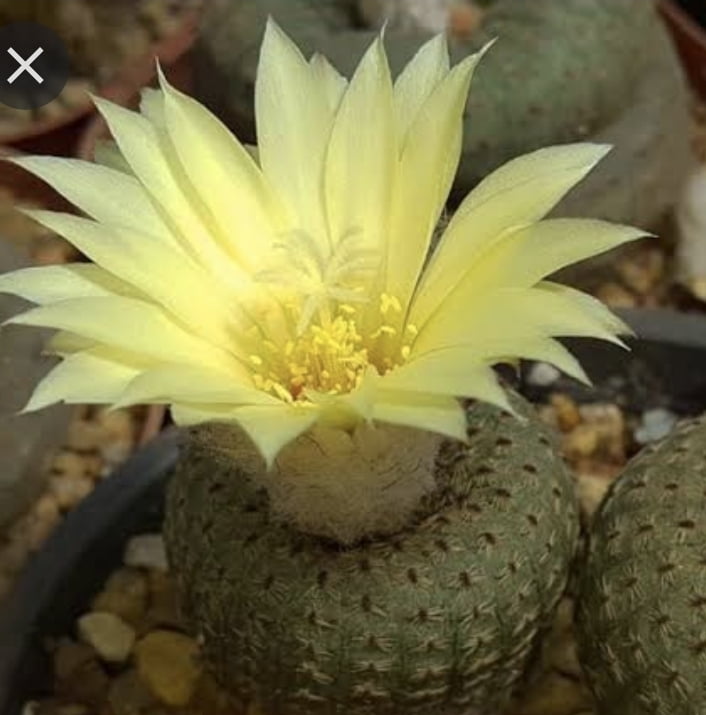 Frailea pgymae f. Cicirora