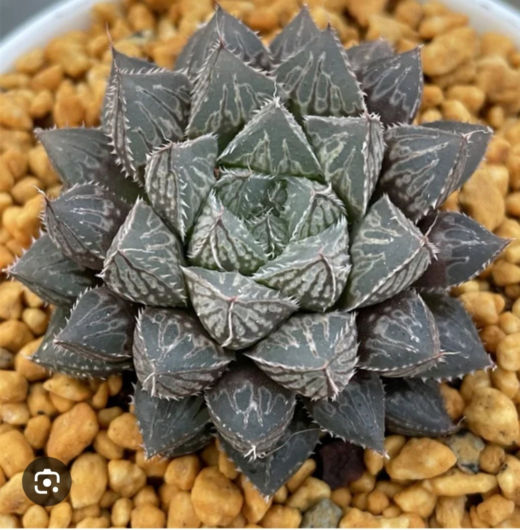 Haworthia Coperi Mirrorball