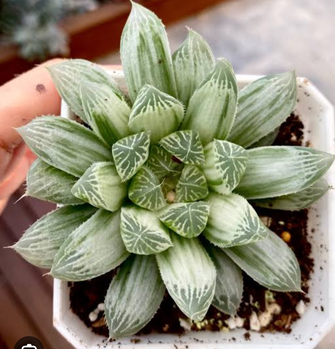 Haworthia Coperi silver swirl
