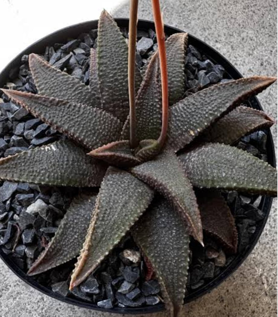 Haworthia koelmaiorum 