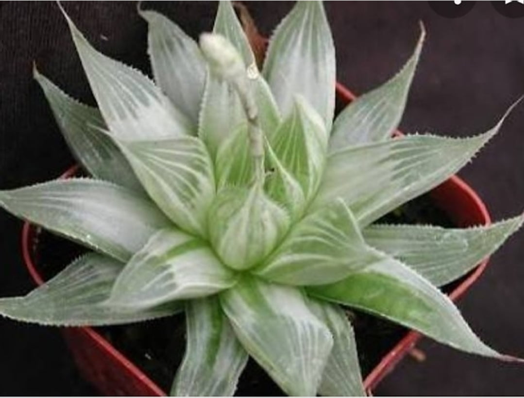 Haworthia white ghost variegata 