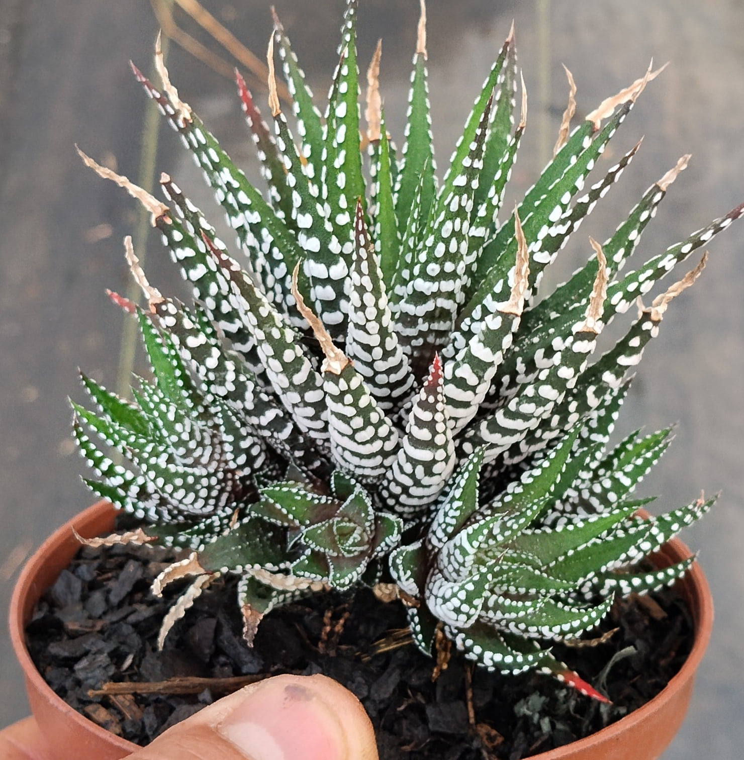Haworthioides zebrina