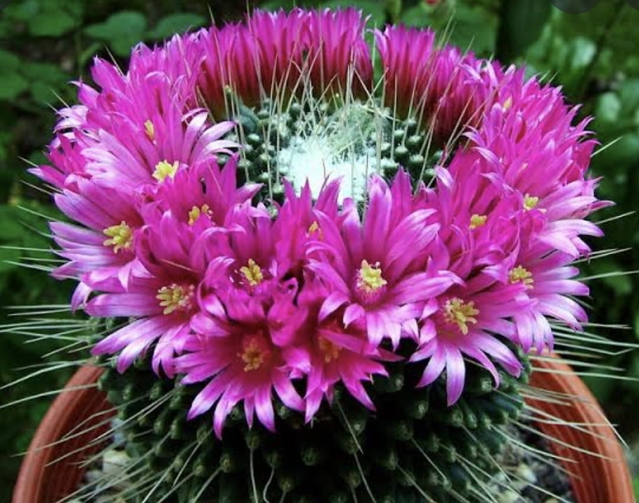 Mammillaria spinosissima unpico 5cm 