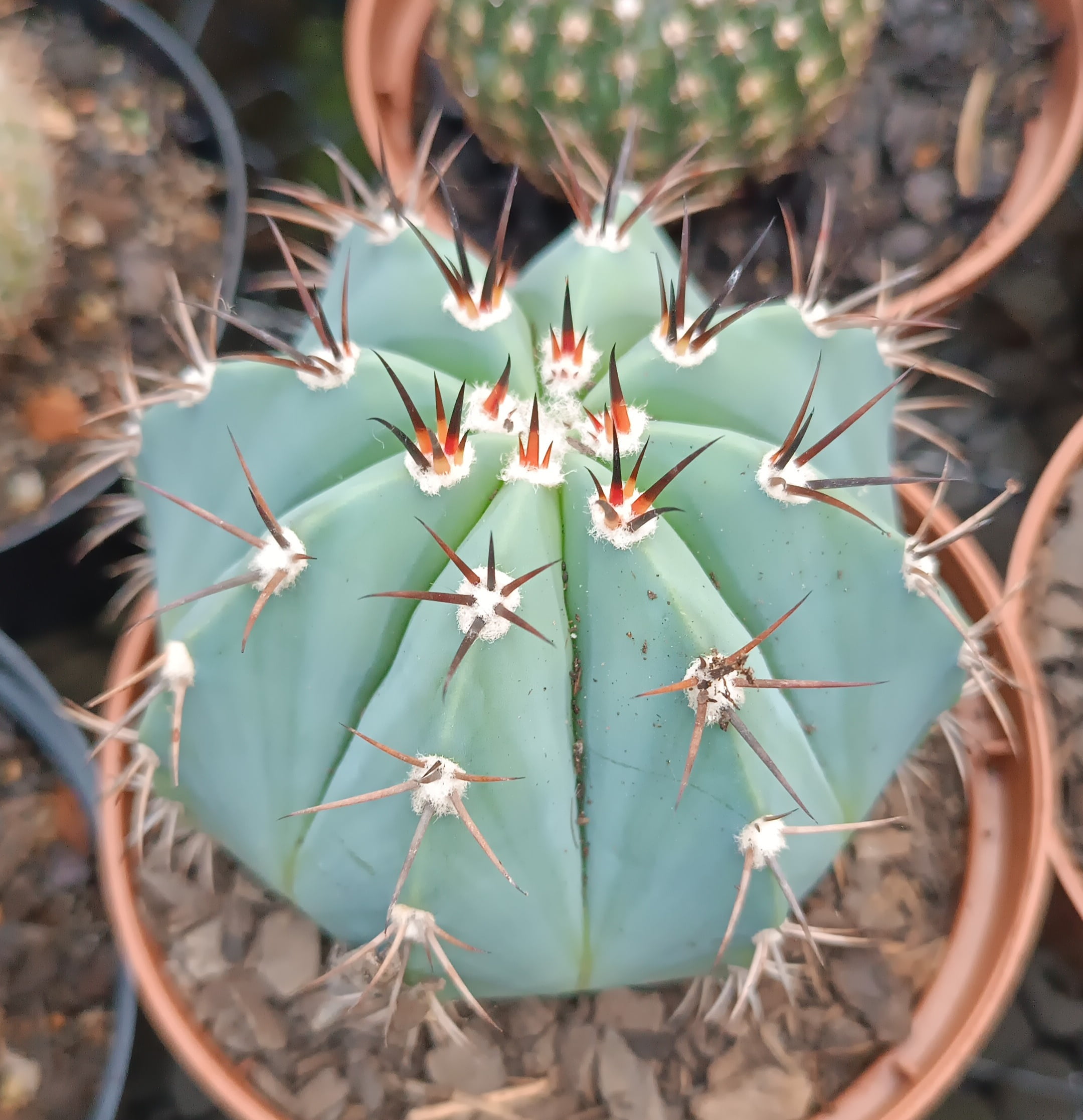 MELOCACTUS MATANZANUS - CACTOS BRASIL