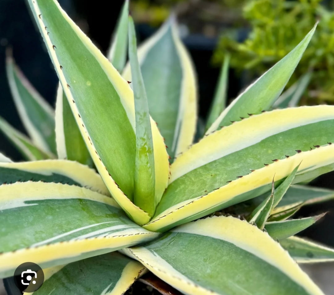 Agave guiengola cv.creme brulee - cactos brasil 