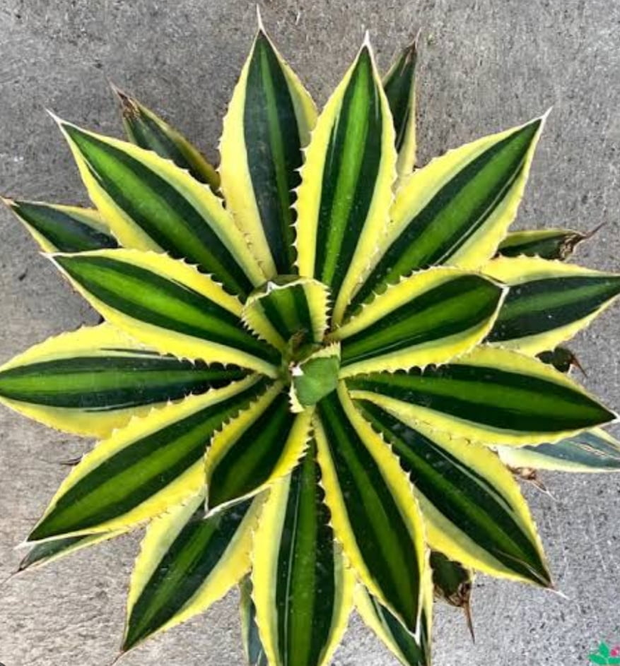 Agave lophantha quadricolor -cactos brasil