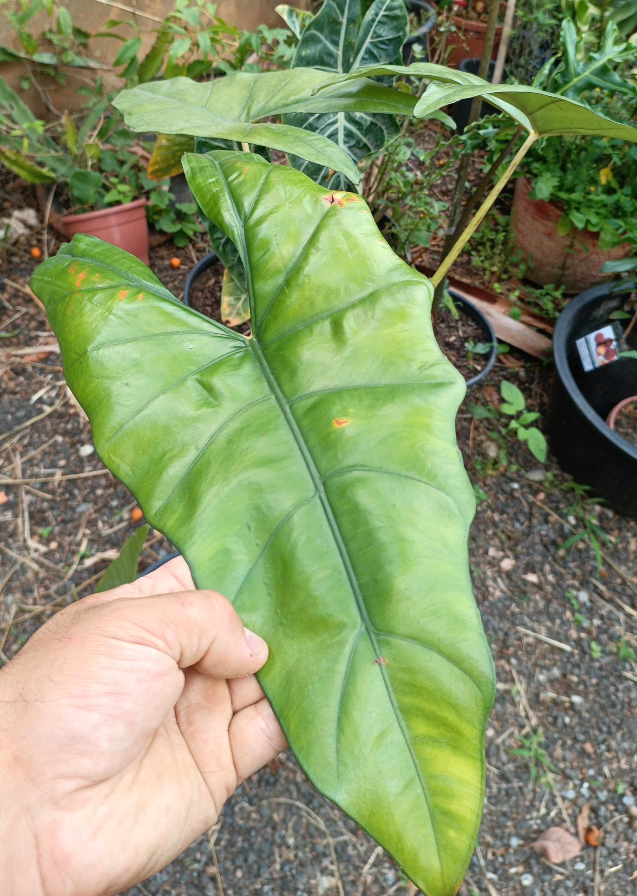 Alocasia principis