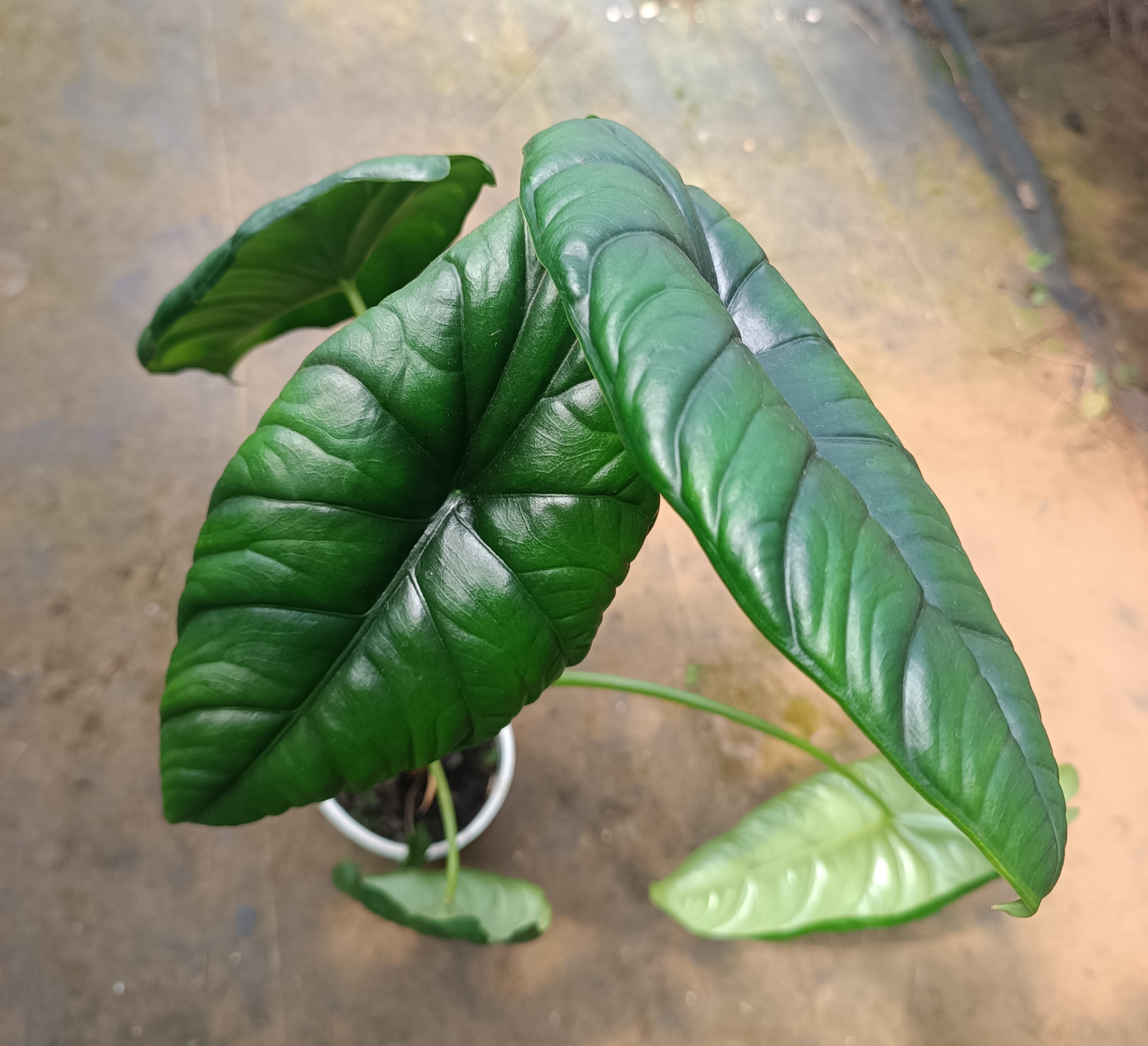 Alocasia  puncakborneensis