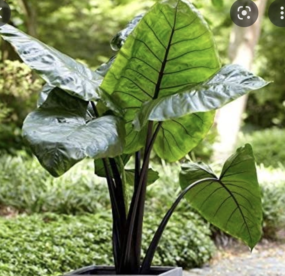 Alocasia talo negro black stem  - muda com 15cm 