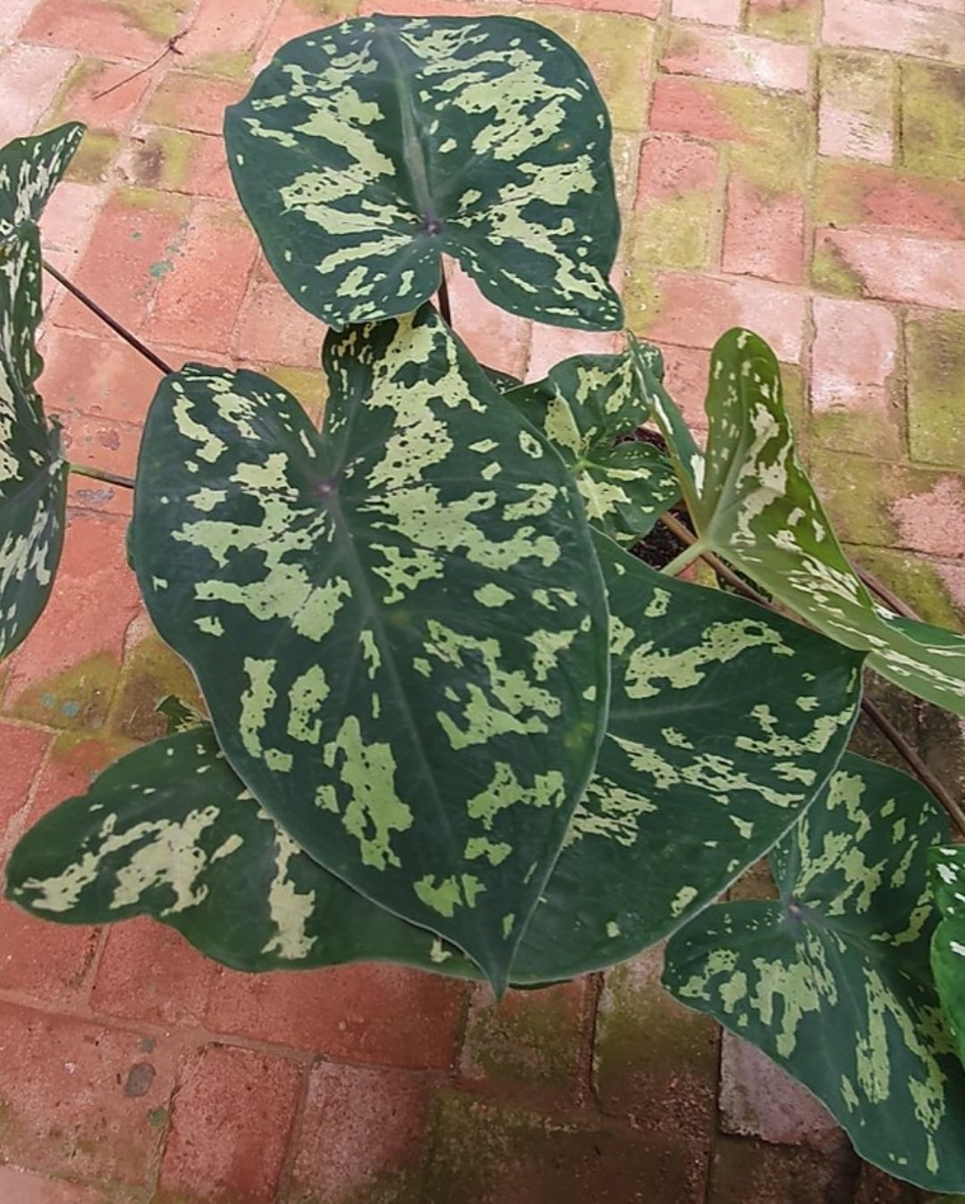 Alocasia Xanthosoma maculata