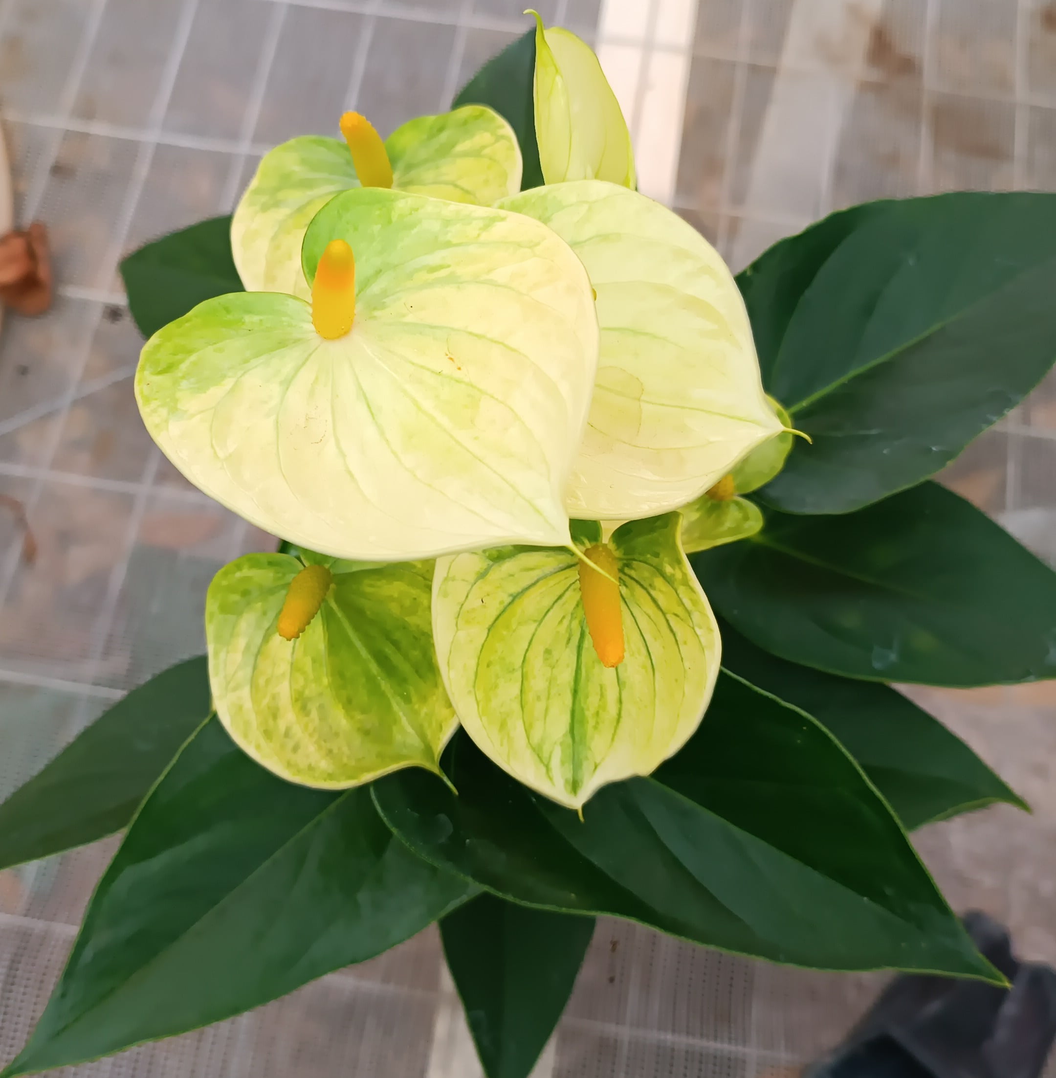 Anthurium amarelo -muda 30cm