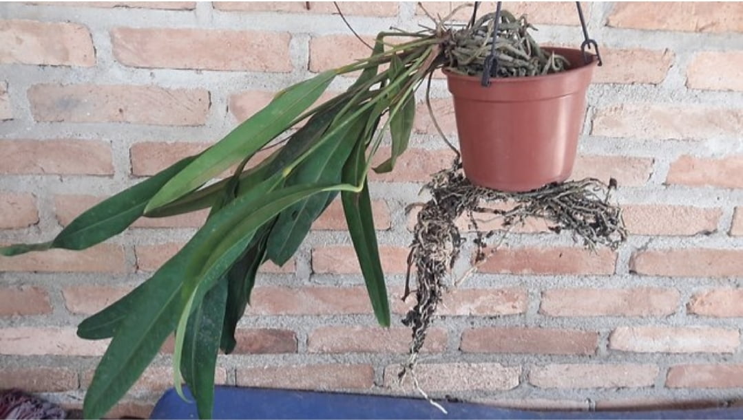 Anthurium Gracilis ssp