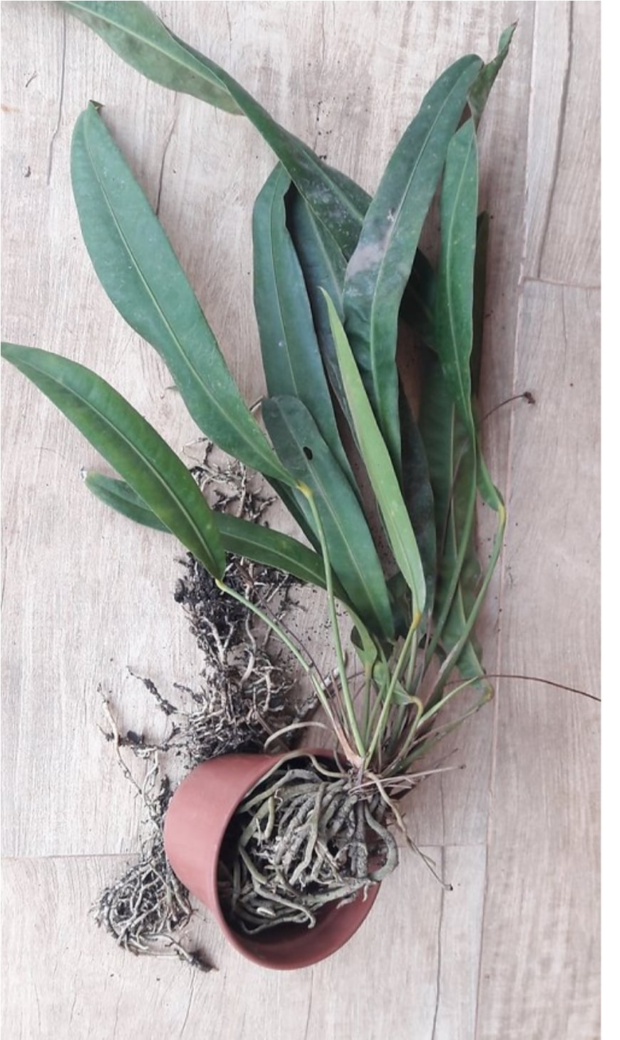 anthurium food 8L Anthurium Soilless Potting Mix for Anthuriums main image 1