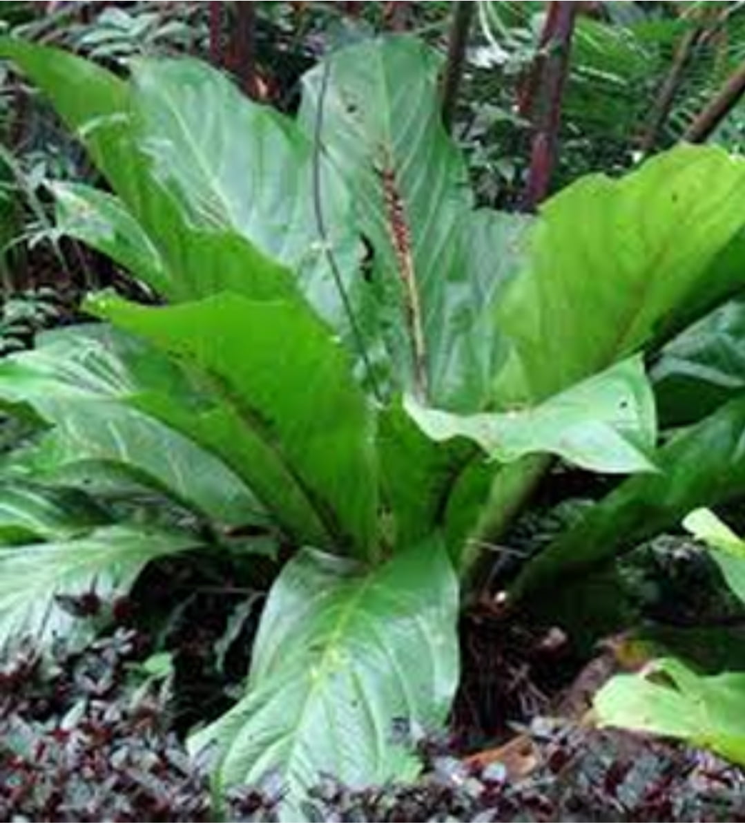 Anthurium Hookeri