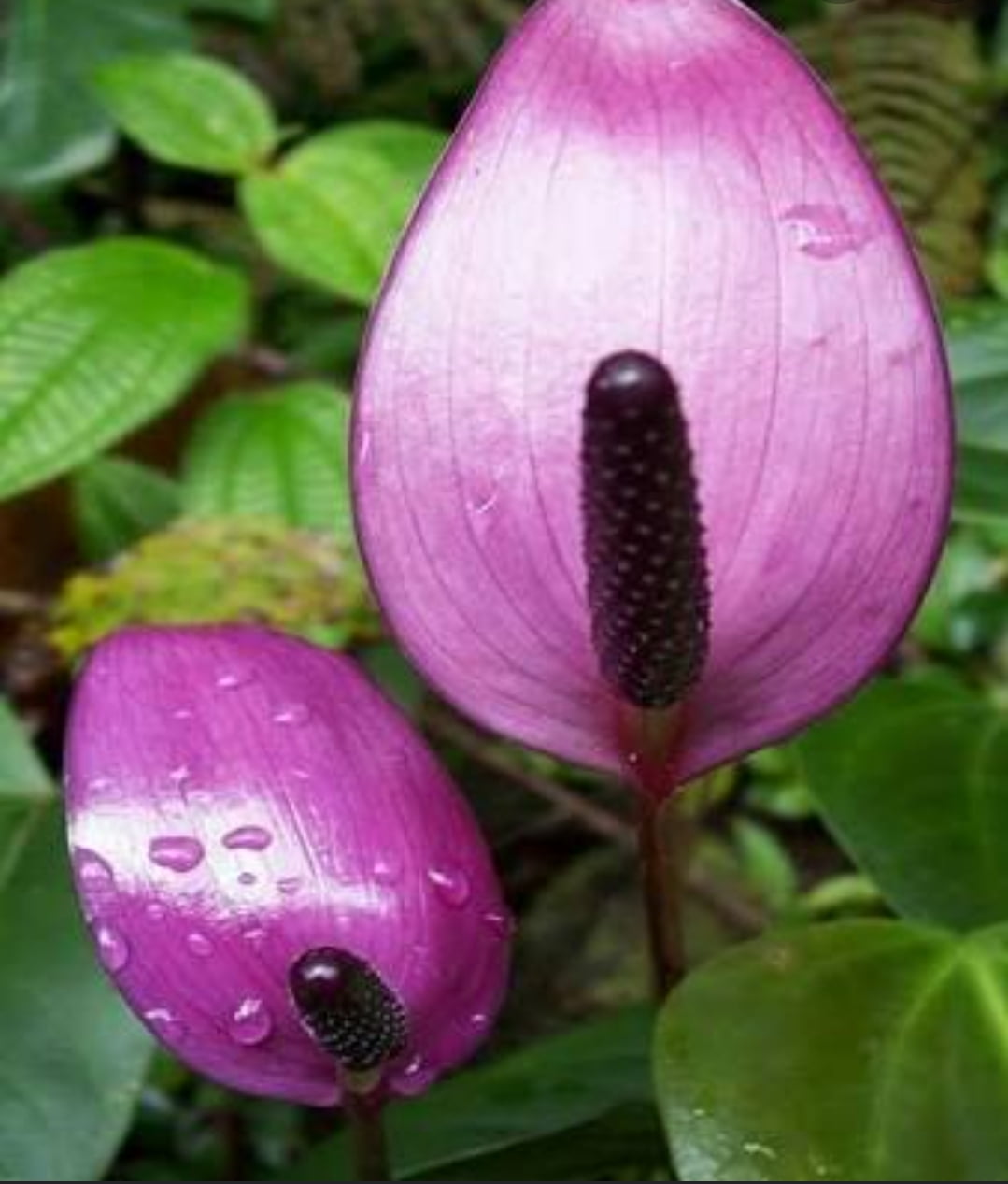 Anthurium Lavanda