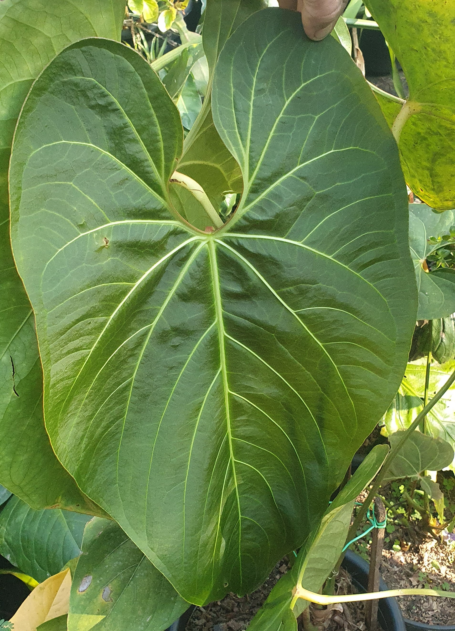 Anthurium Sanguineum  -muda com 10a12cm