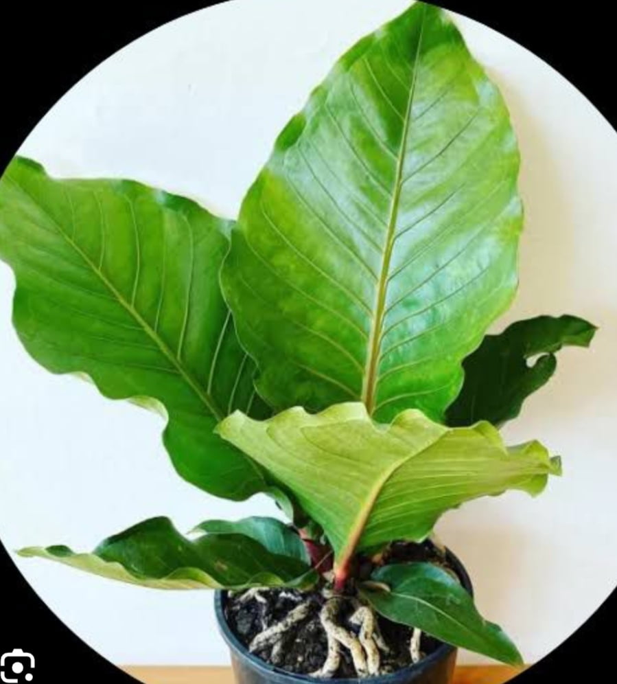 Anthurium plowmanii hibrido -muda jovem 20cm