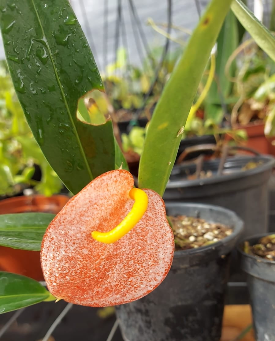 Anthurium rabinho porco red 12 cm