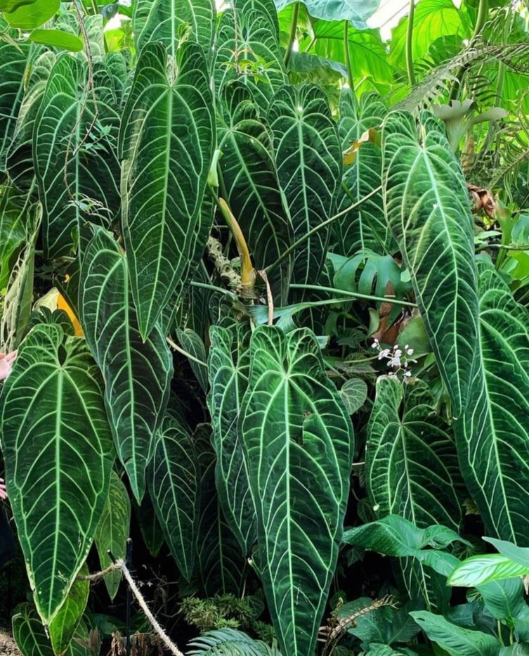 Anthurium Warocqueanum- muda jovem 25cm