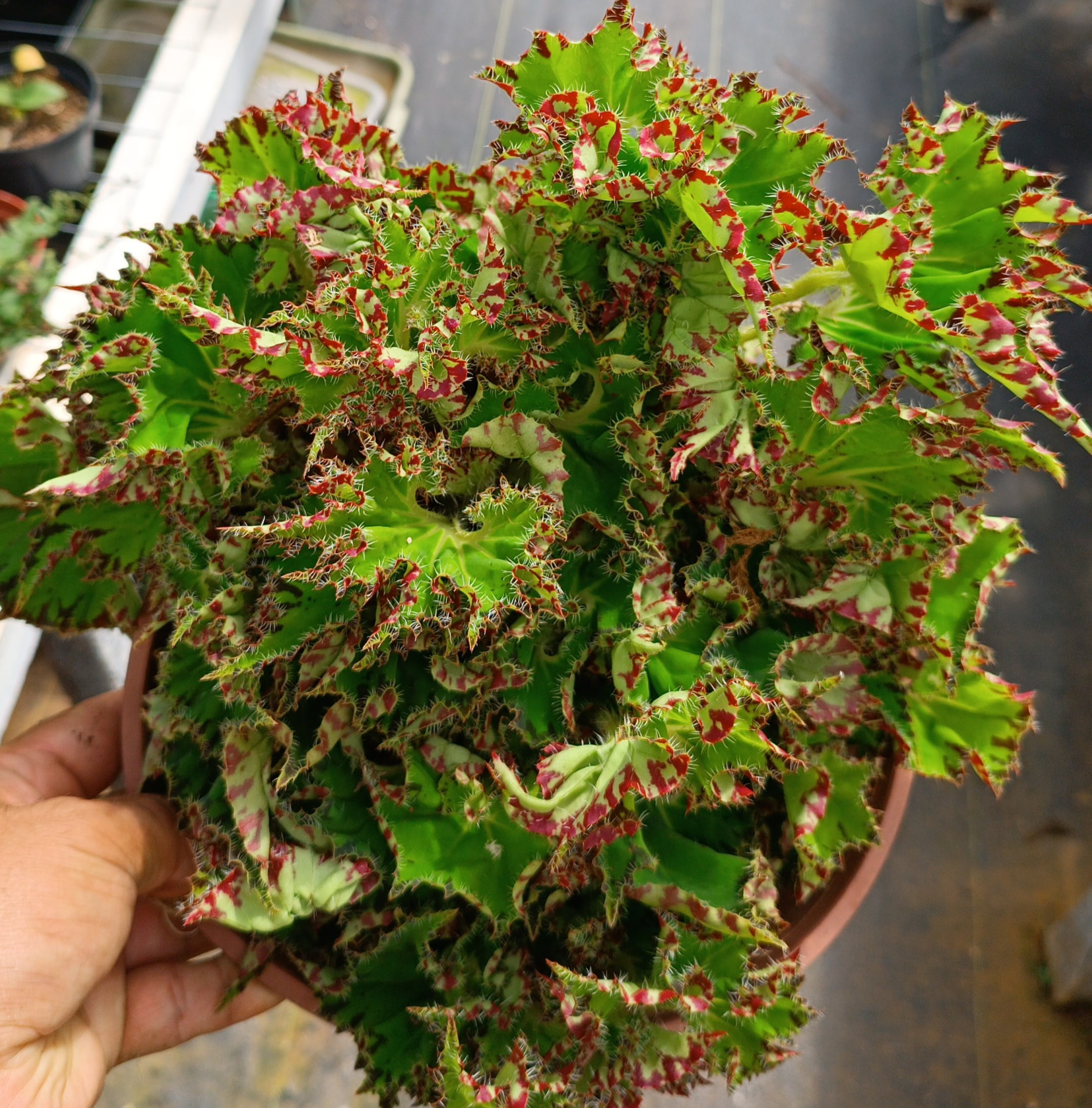 Begonia beleaf
