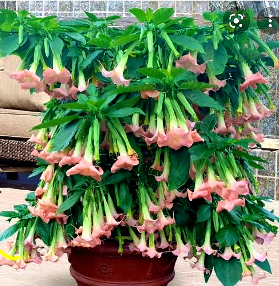 Brugmansia blush pink- muda com 30cm 