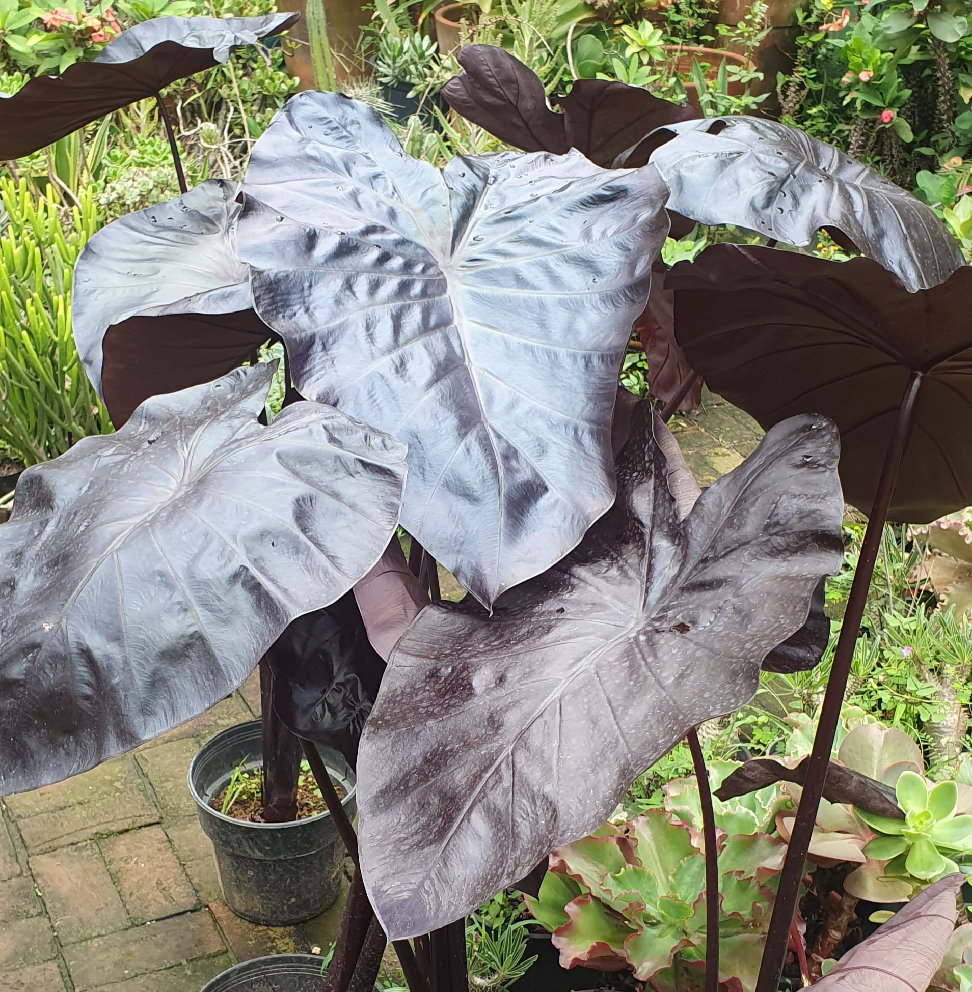 Colocasia Black Swan Muda Com Cm Cactos Brasil