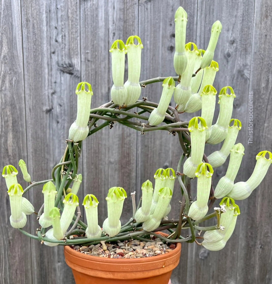 Ceropgia ampliata -30cm enraizado 