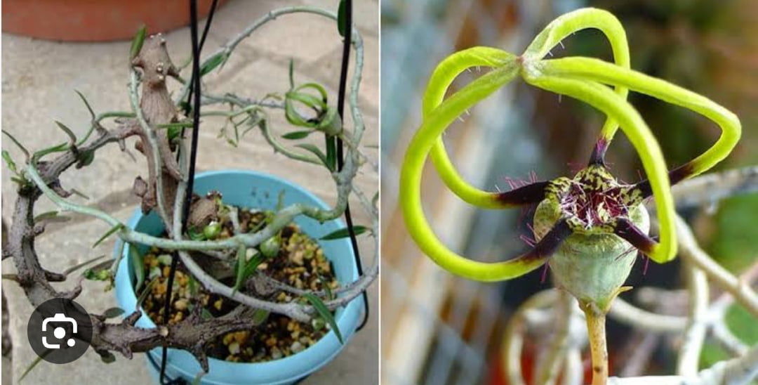 Ceropgia armandii-importada 12cm