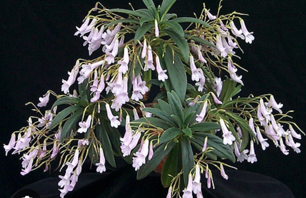 Chirita longgangensis - muda jovem 