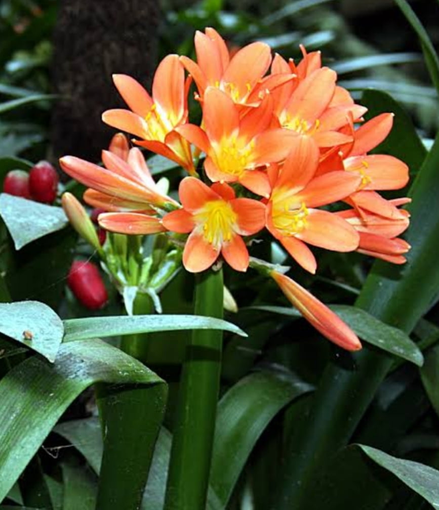 Clivia Miniata laranja escuro muda 40cm 