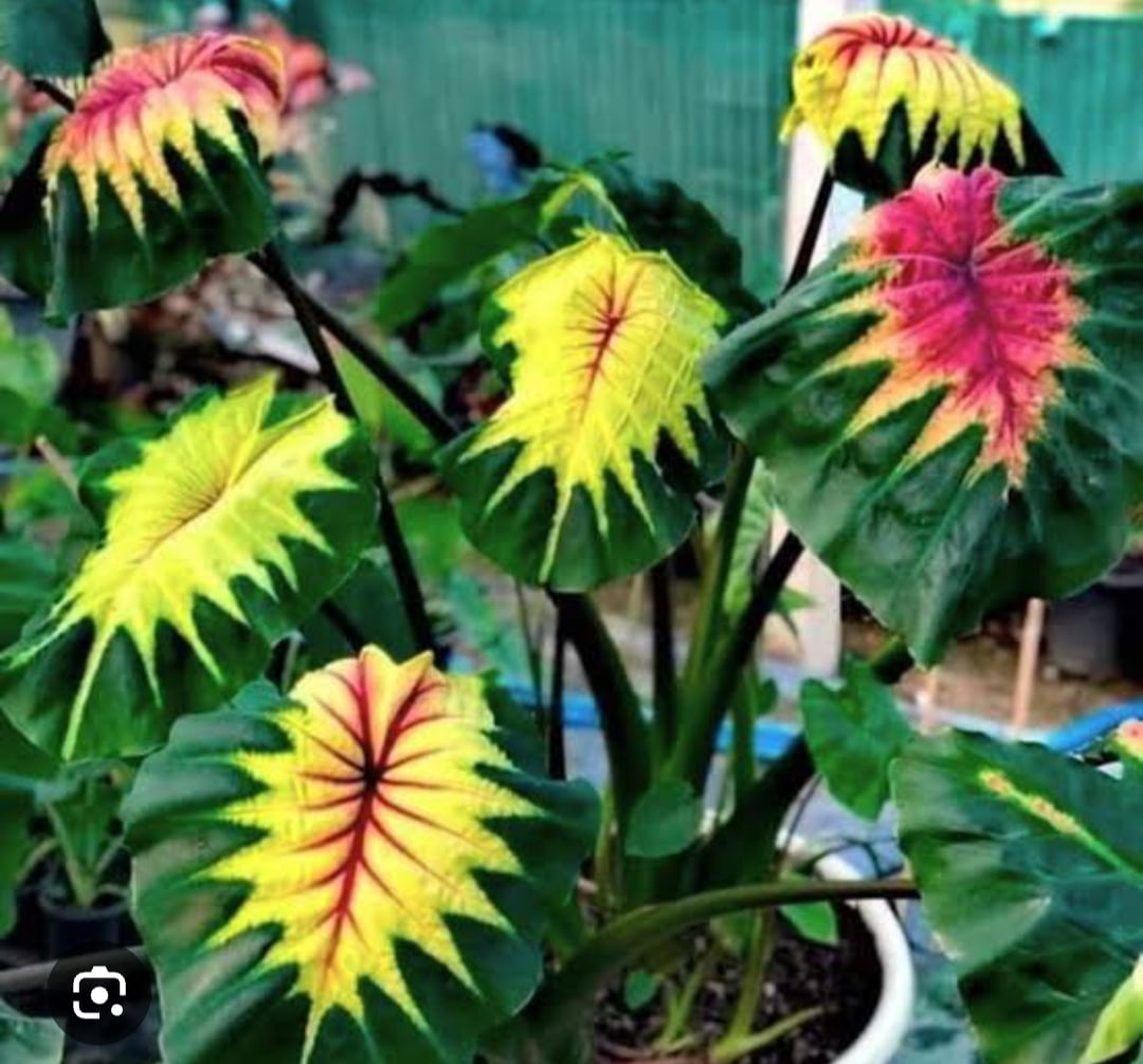 Colocasia  light pillar /muda 35cm