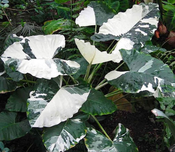 Colocasia macrorrhiza variegata