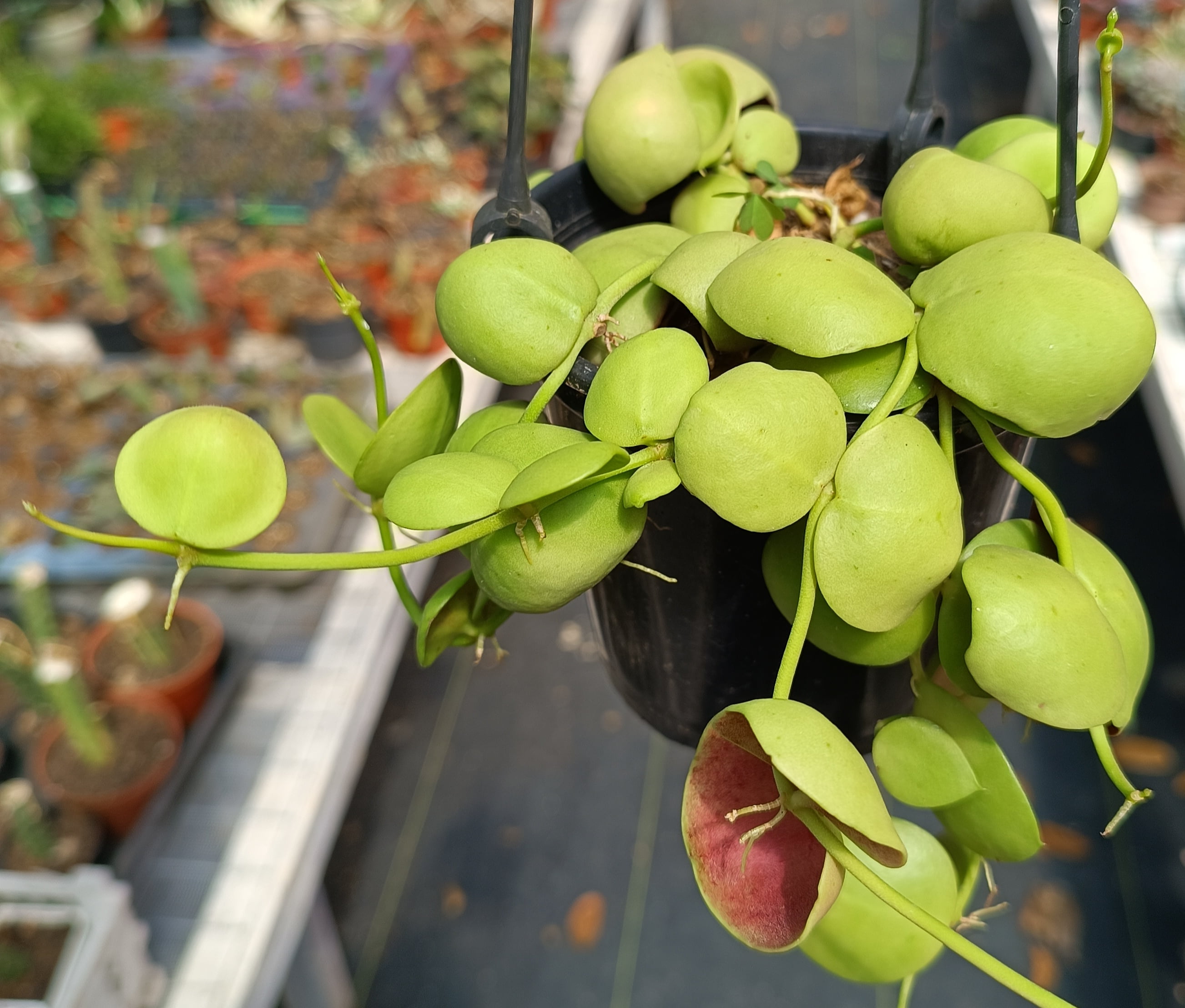 Dischidia imbricata 8a10cm Cactos Brasil