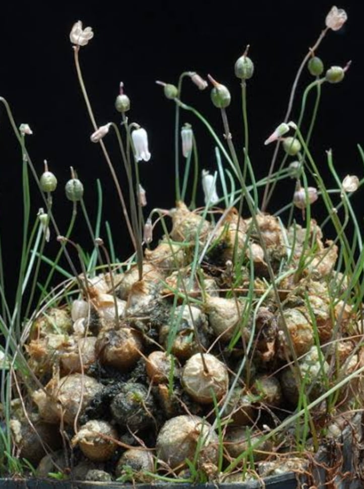 Drimia uniflora -muda jovem
